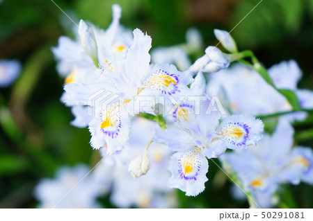 シャガの花② 50291081