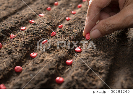 Farmer s hand planting seeds in soil Farmer s hand planting seeds in soil 50291249