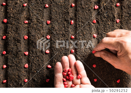 Farmer s hand planting seeds in soil Farmer s hand planting seeds in soil 50291252
