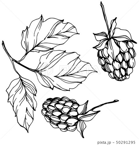 Vector Raspberry healthy food isolated. Black and white engraved ink art. Isolated berries Vector Raspberry healthy food isolated. Black and white engraved ink art. Isolated berries 50291295