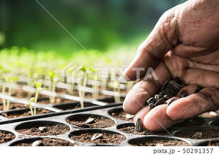 Hand planting seeds in soil in nursery tray 50291357