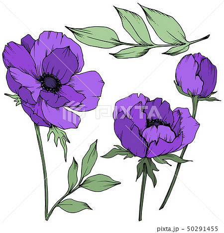 Vector Purple Anemone Floral Botanical Flowers のイラスト素材 Vector Purple Anemone Floral Botanical Flowers のイラスト素材