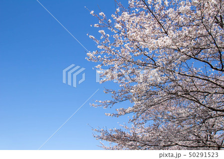 晴れた日の満開の桜 50291523