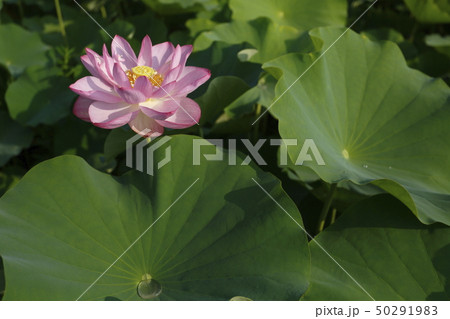 ハス ハス 50291983