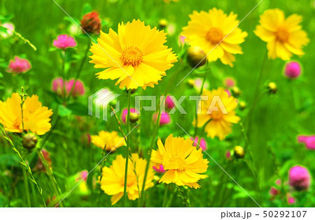 オオキンケイギクの花 50292107