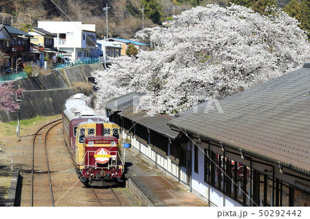 春のわたらせ渓谷鉄道 50292442