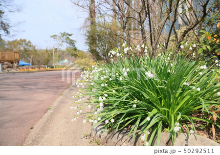 スノーフレークの花 50292511