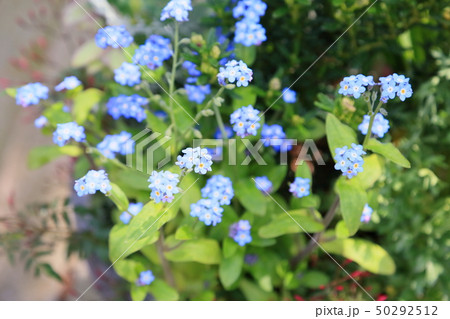 ワスレナグサの花 50292512