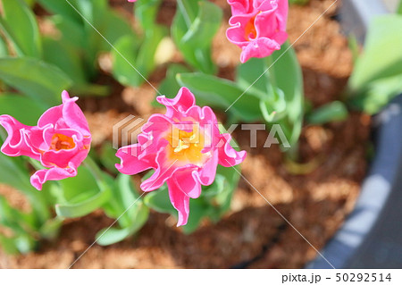 チューリップの花 チューリップの花 50292514