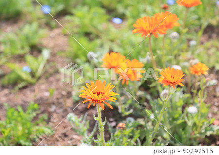 ベニジュームの花 ベニジュームの花 50292515
