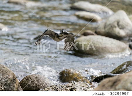 ヤマセミ 50292997