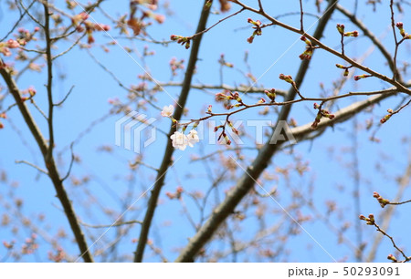 桜　咲始め 50293091