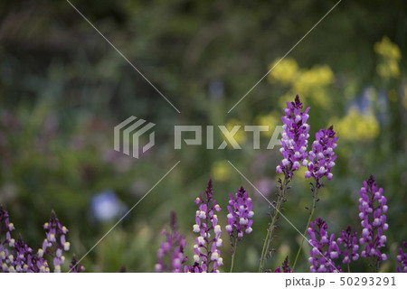 花 50293291