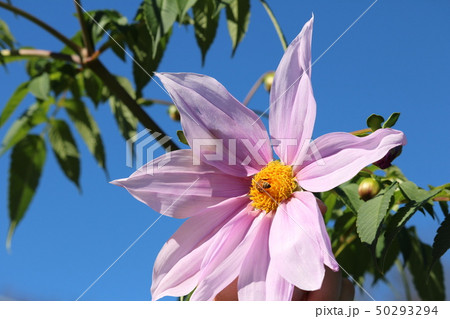 ピンクの花 50293294