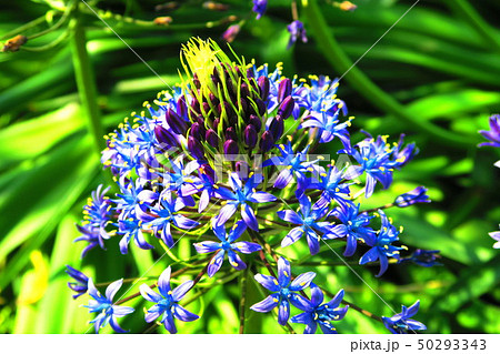 シラー ペルビアナの花の写真素材