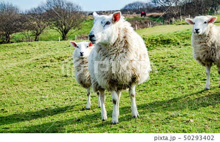 Funny Flock of Staring Sheep looking into the camera Funny Flock of Staring Sheep looking into the camera 50293402