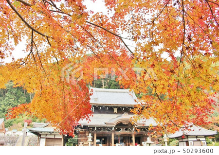 三室戸寺 秋 三室戸寺 秋 50293600