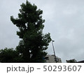 曇りの木 50293607