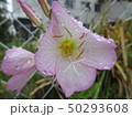 雨上がりの花 50293608