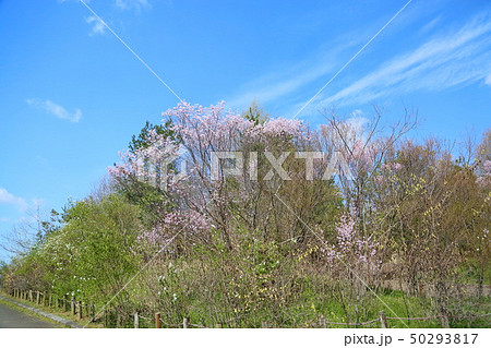 桜満開 ケイオウザクラ 桜満開 ケイオウザクラ 50293817