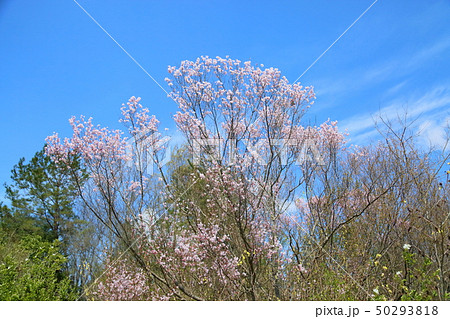 桜満開 ケイオウザクラ 桜満開 ケイオウザクラ 50293818