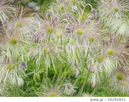 花後のオキナグサ 花後のオキナグサ 50293831