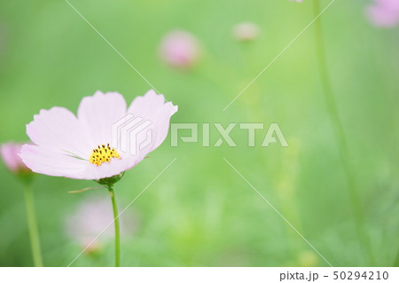 コスモス 50294210
