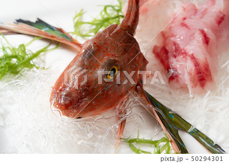 姿造り ホウボウ 姿造り ホウボウ 50294301