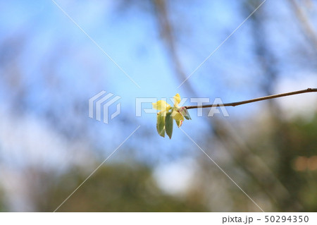 木の芽 50294350