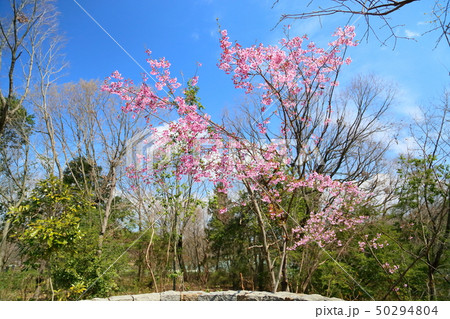 桜満開 ヨウコウザクラ 桜満開 ヨウコウザクラ 50294804