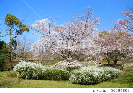 桜　咲いた 50294805