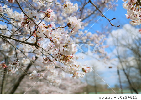桜 咲いた 桜 咲いた 50294815