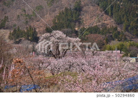 満開のあんずの花 満開のあんずの花 50294860