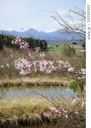 鮮やかな桜 50295002