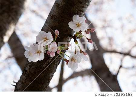 桜の花 50295168