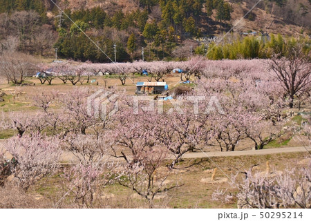 一目十万本あんずの里 50295214