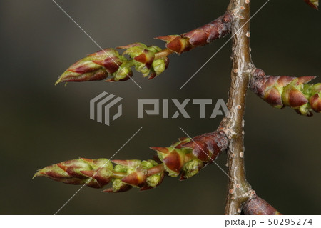 自然 植物 ケヤキ、芽吹き。四月に入ると小さな三角形の冬芽があっという間に成長します 自然 植物 ケヤキ、芽吹き。四月に入ると小さな三角形の冬芽があっという間に成長します 50295274