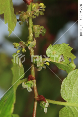 自然 植物 ケヤキ、花です。枝先には雌花、基部には雄花がたくさんついています 自然 植物 ケヤキ、花です。枝先には雌花、基部には雄花がたくさんついています 50295276