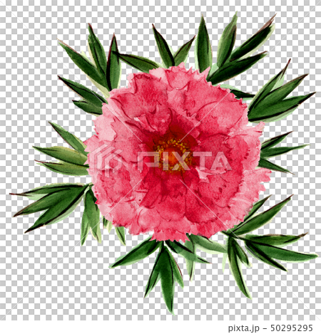 水彩 ぼたん 牡丹 花 赤 水彩 ぼたん 牡丹 花 赤 50295295