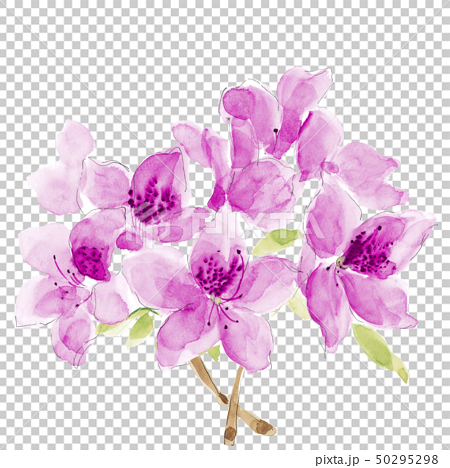 水彩 ツツジ つつじ 躑躅 ピンク 花のイラスト素材