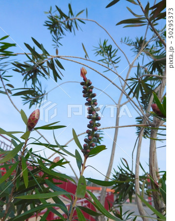スペイン　植物　花 50295373
