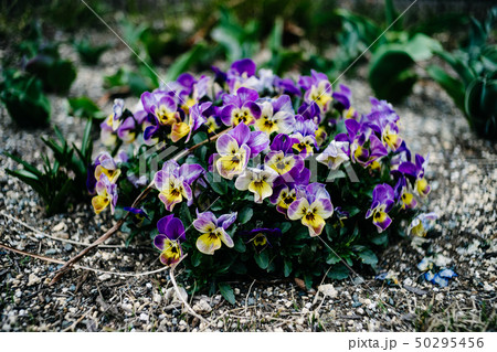 スミレ 50295456