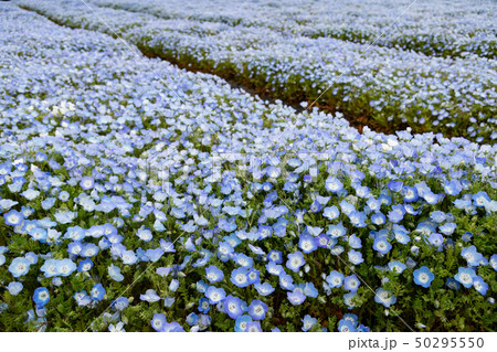 ネモフィラ　国営武蔵丘陵森林公園 50295550