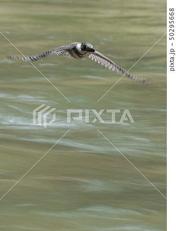 ヤマセミ 50295668