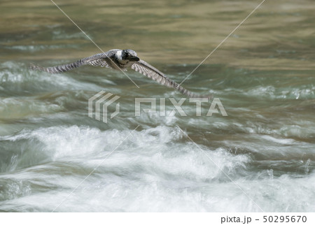 ヤマセミ 50295670