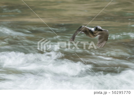 ヤマセミ 50295770