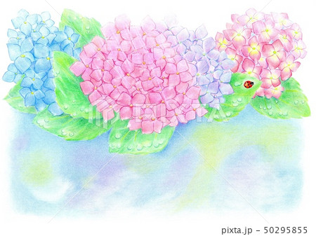 雨に咲く紫陽花のイラスト素材
