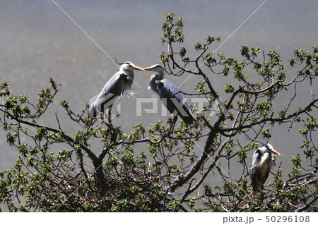 仙美里ダム湖のアオサギ 50296108