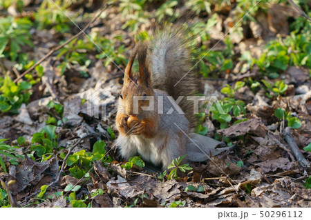 Feeding of the cheerful squirrel 50296112