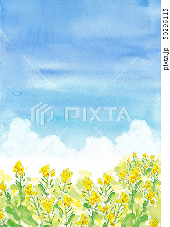 なの花畑と入道雲の背景のイラスト素材